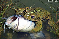 california toads
