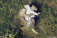 california toads
