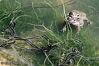 california toad