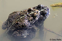 california toad