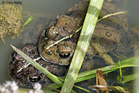 california toad