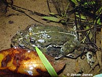 california toad