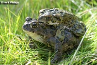 california toad