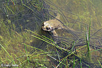 california toad eggs