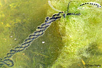 california toad eggs