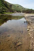 california toad habitat