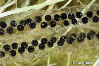 california toad eggs