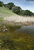 california toad habitat