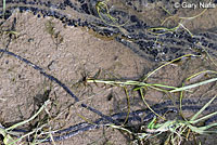 california toad eggs