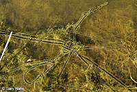 california toad eggs