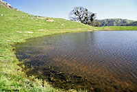 california toad habitat