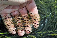 california toad eggs