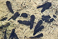 california toad tadpoles