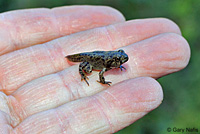 california toad tadpoles