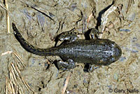 california toad tadpoles