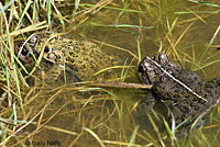 california toad