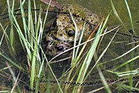 california toad