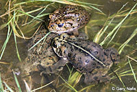 california toad