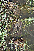 california toad