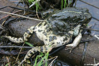 california toad