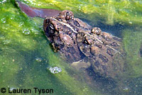 california toad