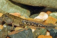 california toad tadpoles