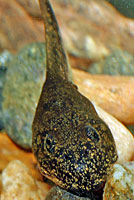 california toad tadpoles