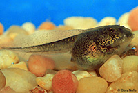 california toad tadpoles