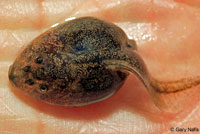 california toad tadpoles