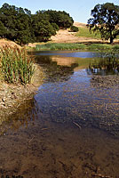 california toad tadpoles