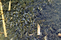 california toad tadpoles