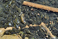 california toad tadpoles