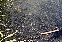 california toad tadpoles