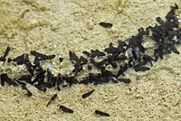 california toad tadpoles