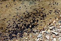 california toad tadpoles