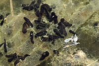 california toad tadpoles