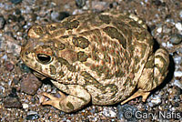 Great Plains Toad
