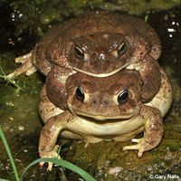 great plains toad