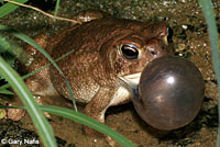Great Plains Toad