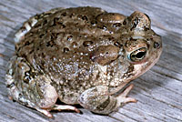 Arizona Toad