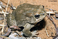 Arizona Toad