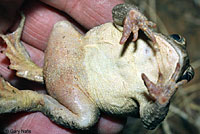 Arizona Toad