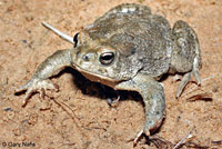 Arizona Toad