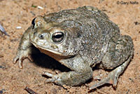 Arizona Toad