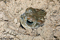 Arizona Toad