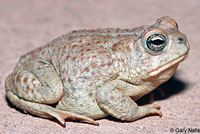 Arizona Toad