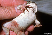 Arizona Toad