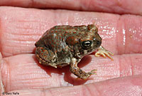 Red-spotted Toad