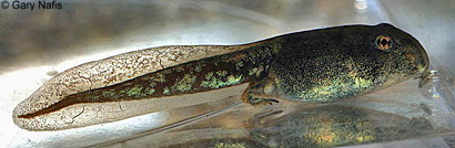 Red-spotted Toad tadpole