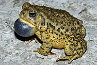 Rocky Mountain Toad